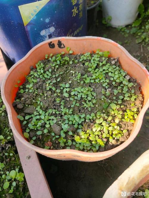 花毛茛不挖第二年会发芽吗