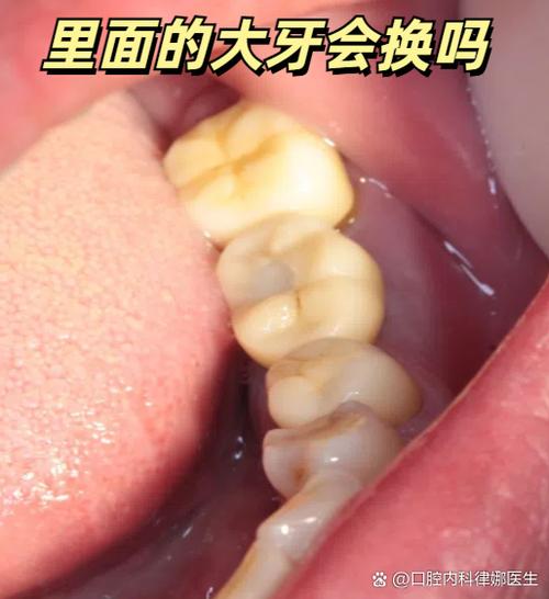 后面的四颗大牙会换吗