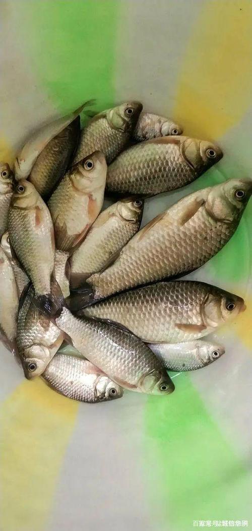 最新版本摸摸鱼