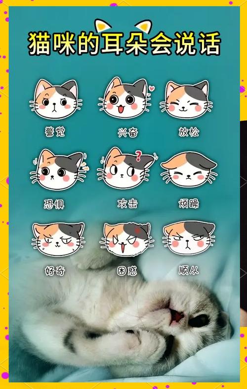 猫咪语言