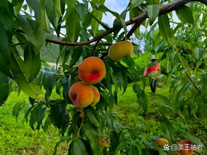桃子植物组像素游戏推荐缩略图