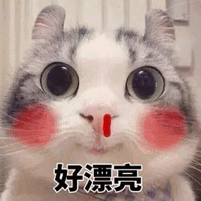 猫咪流鼻血表情包
