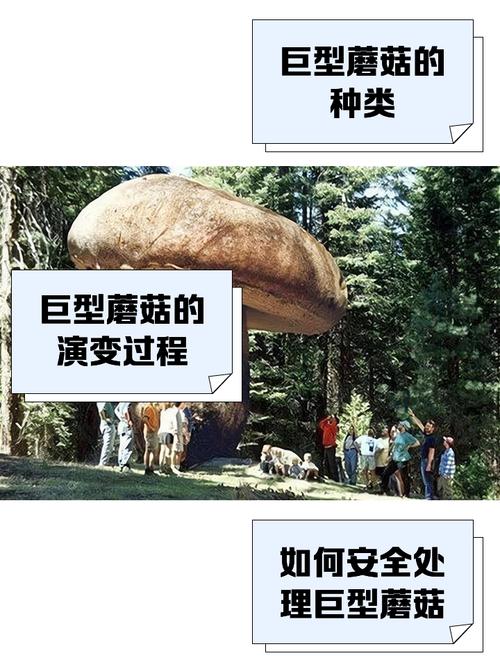 蘑菇绿巨人官网的特点