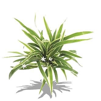 植物大战僵尸修改版植物可叠加游戏截图