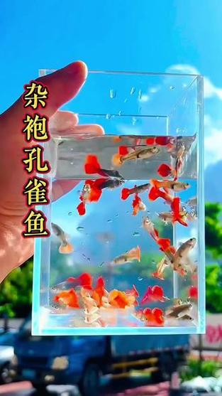 养孔雀鱼用不用打氧