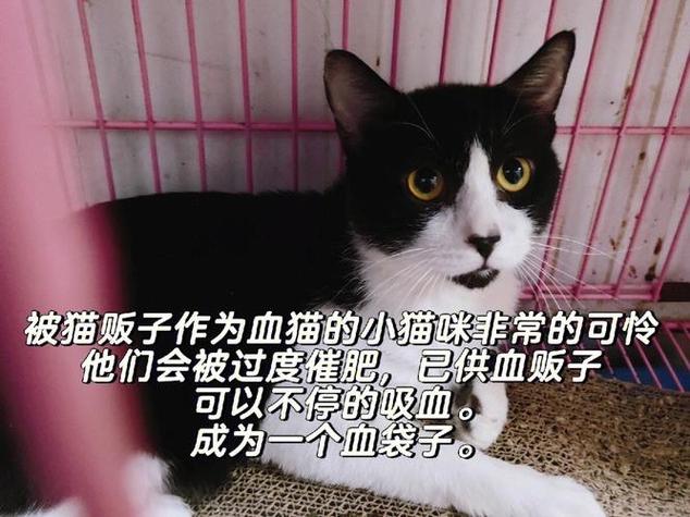 宠物互助盘