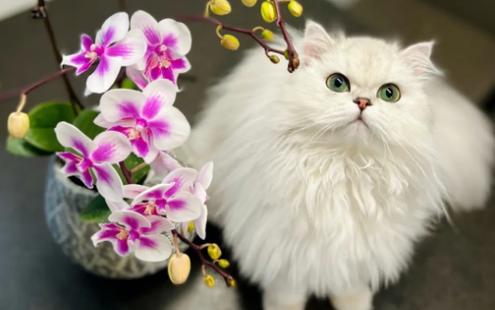养猫能买什么鲜花