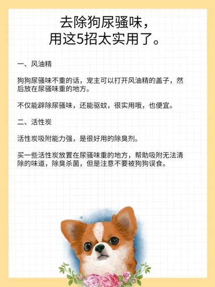防止狗乱尿最有效的方法