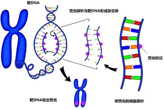 肿瘤fish检测什么意思