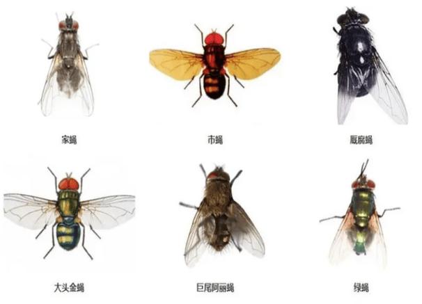 害虫分类的6大类