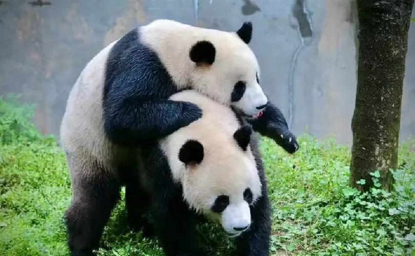 中国有几个城市有大熊猫