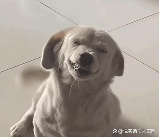 女生发呲牙高情商回复