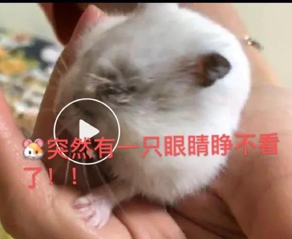 仓鼠眼睛瞎了会自愈吗