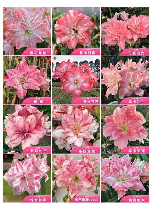 20000种花名