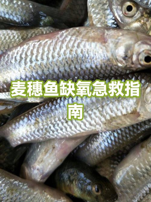 鱼缺氧一般在什么时间游戏截图