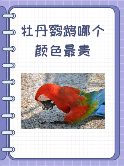 牡丹鹦鹉最佳配对