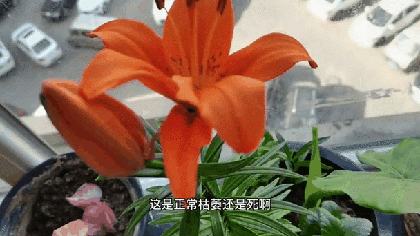 百合中队最近在干啥