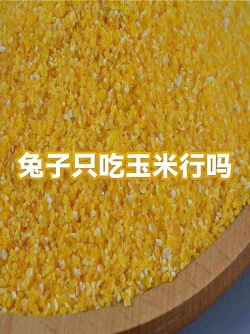 养二十只兔子一年利润截图