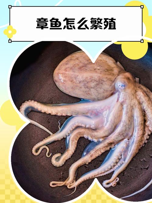 石头章鱼怎么打