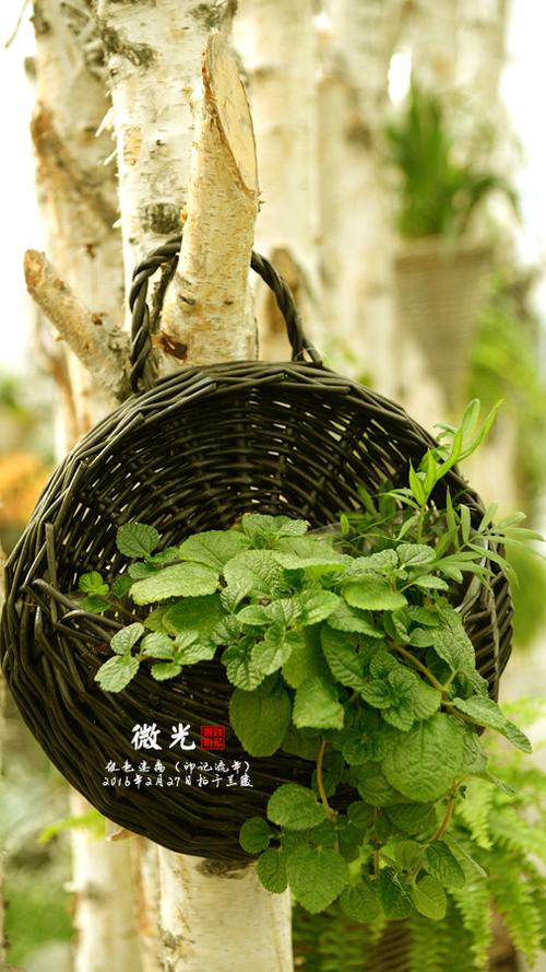 微时光是什么意思