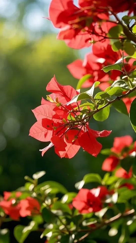 三角梅不开花怎么办