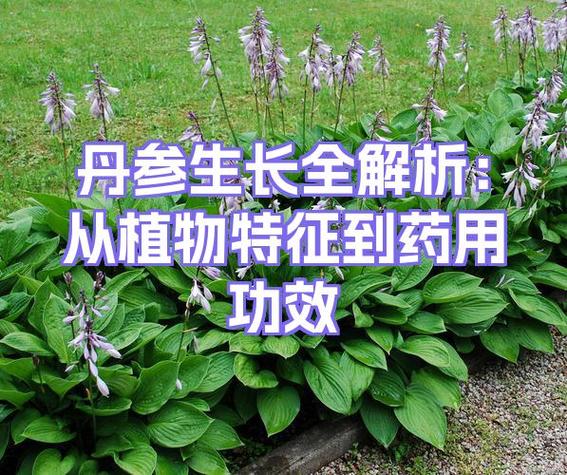 兰陵丹参的功效与作用