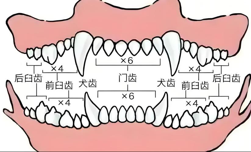 《犬齿之家》电影免费