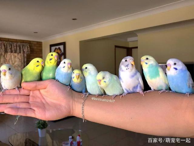 一蓝一黄生什么虎皮鹦鹉