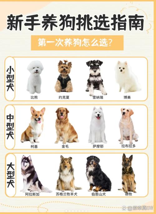 家庭适合养什么小型犬
