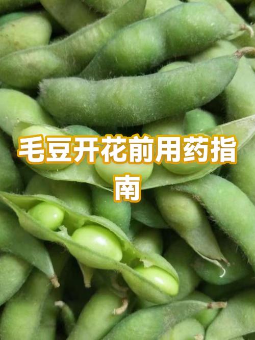 毛豆是凉性还是热性