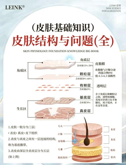 面部皮肤分几层每层的作用缩略图