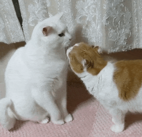 猫咪对主人的挽留截图