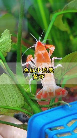 鱼缸顽固水垢怎么去除