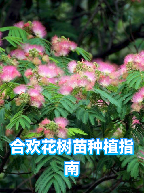 合欢花对备孕有影响吗