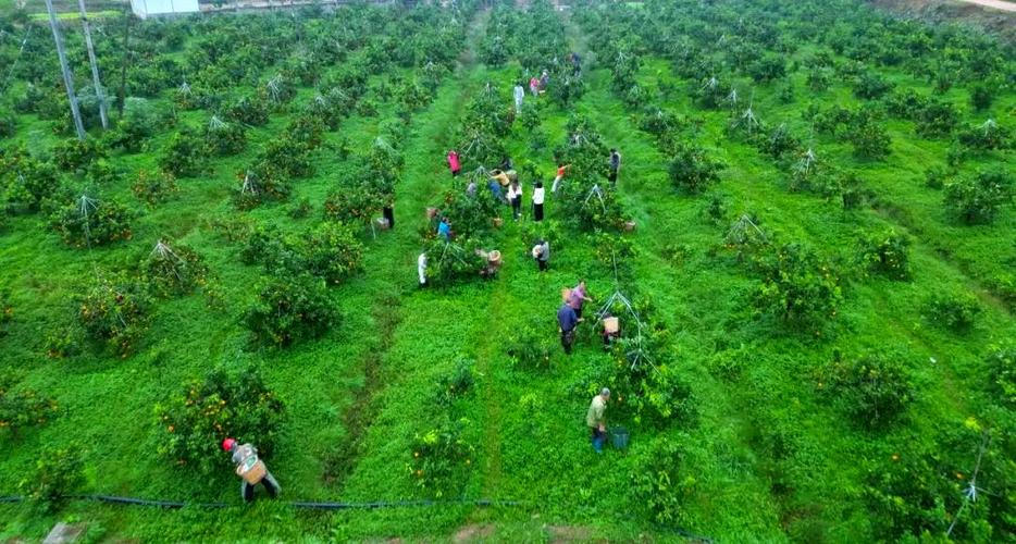 进入果园