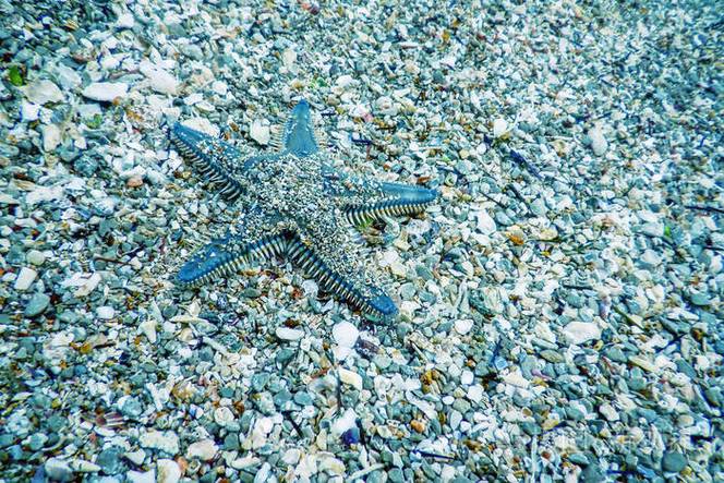 海星在海里怎么游