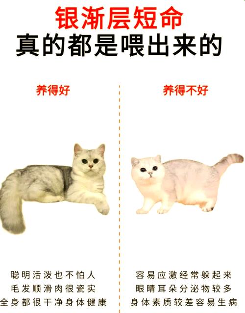 饲养小猫的21种方法