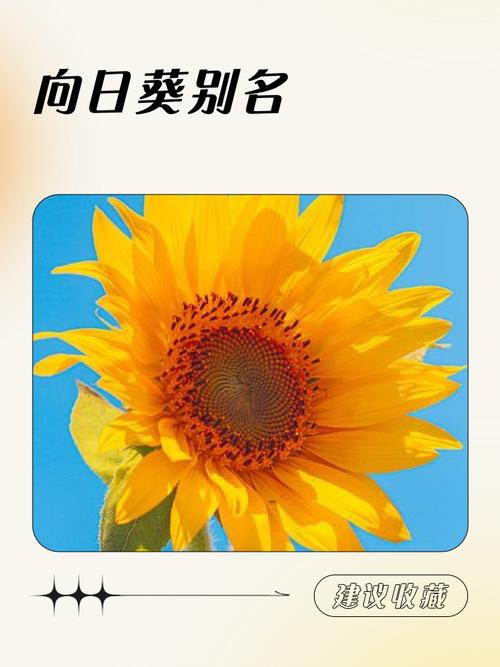 cctv12向日葵id