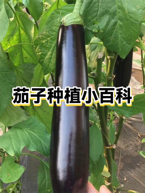 茄子百度百科图标