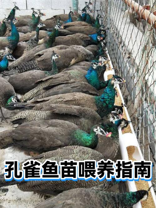 孔雀鱼多长时间喂一次
