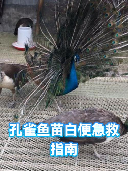 孔雀拉白色稀便什么原因