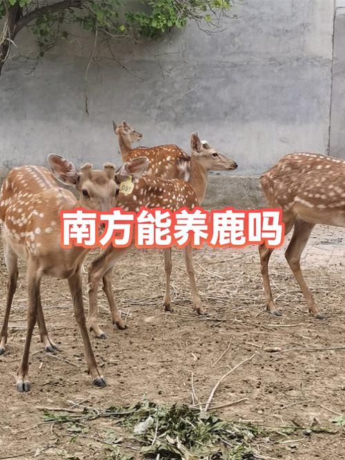 养鹿挣钱为什么没人养