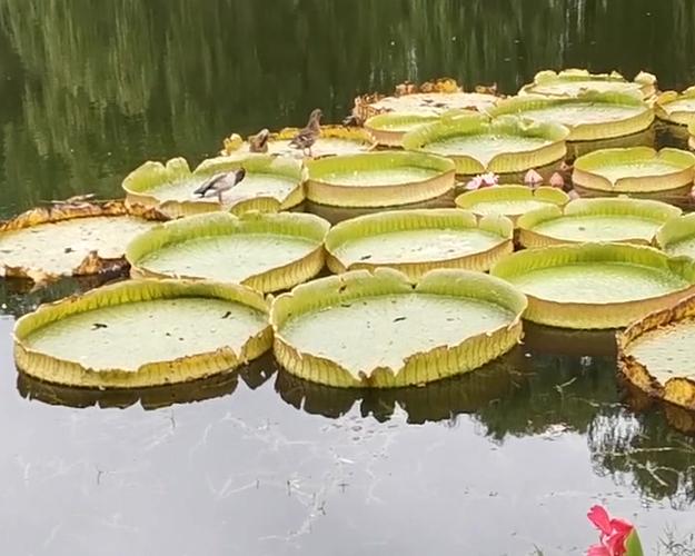 池鸳