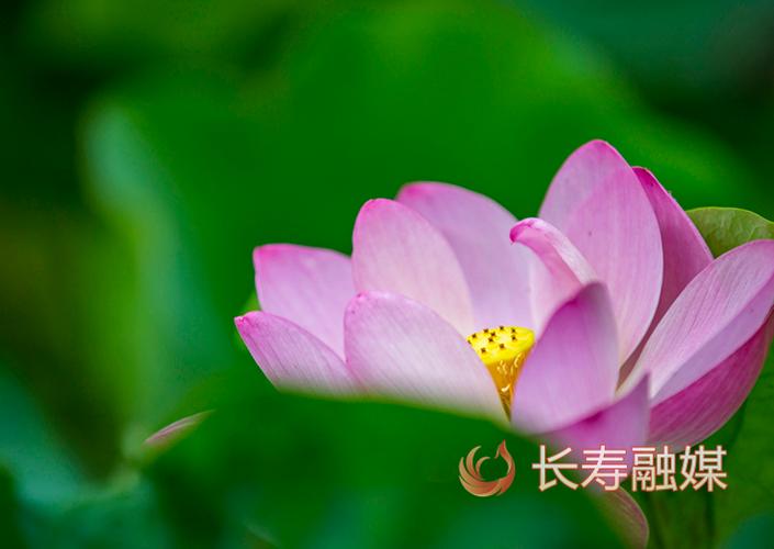 一缕沁香缩略图