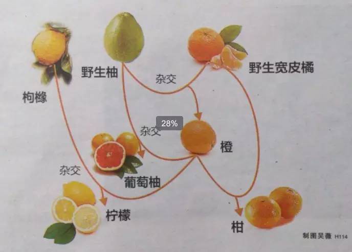 吃橘子上火还是降火图标
