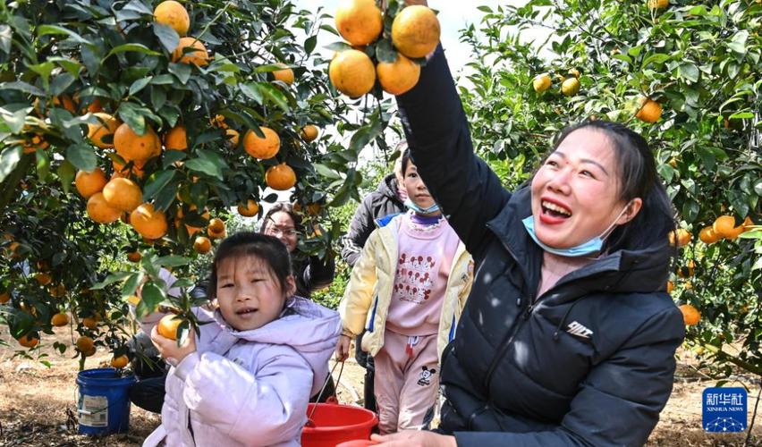 合浦哪里有果园可以摘果