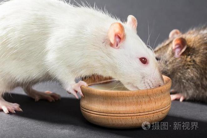 老鼠什么动物爱吃