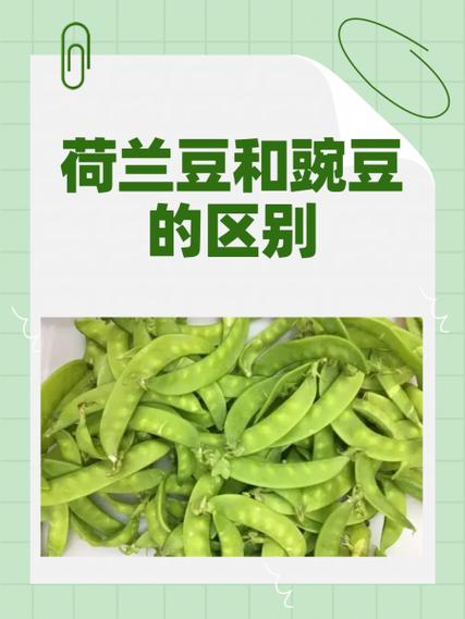豌豆和菜豆有什么区别