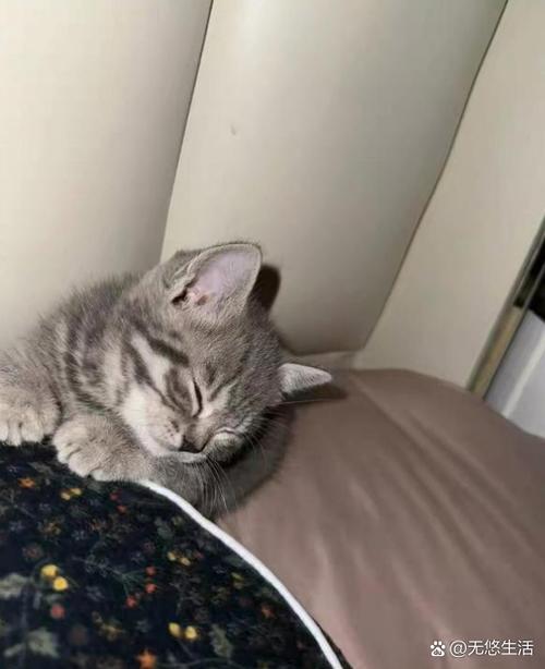女朋友养的猫不见了送她什么