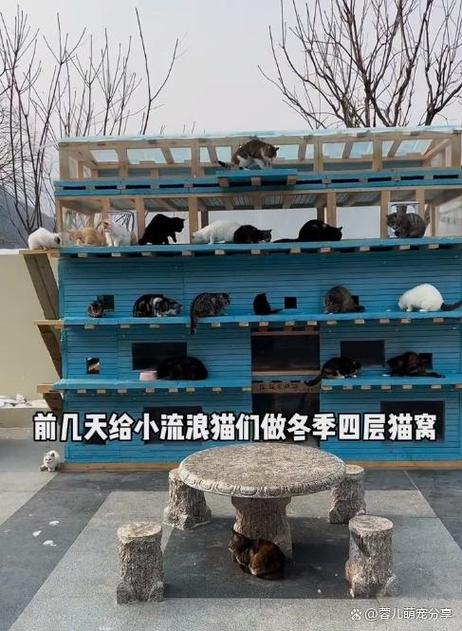 猫窝